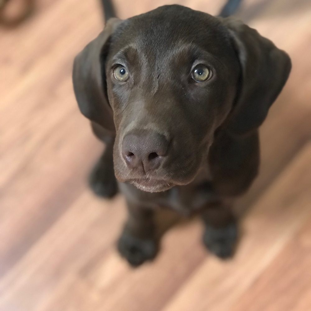 Meet your Posher, Shea